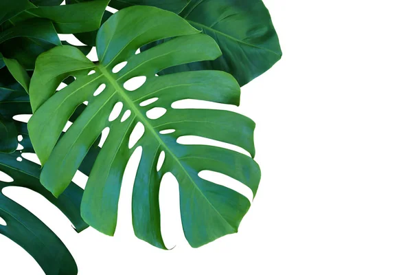 Grüne Blätter Der Monstera Pflanze Isoliert Auf Weißem Hintergrund Mit — Stockfoto