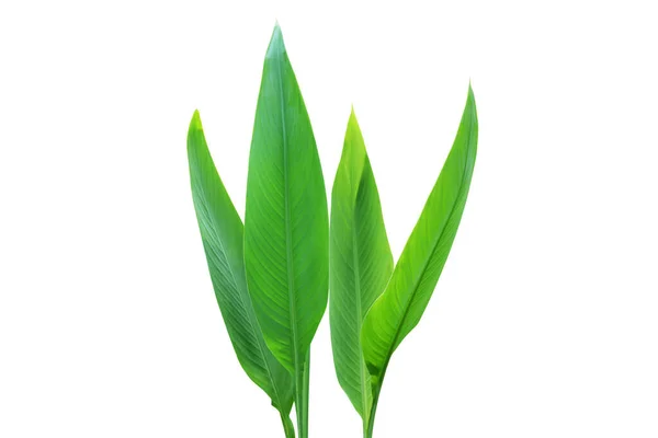 Green Leaves Canna Lily Plant Isolated White Background Clipping Path — Zdjęcie stockowe