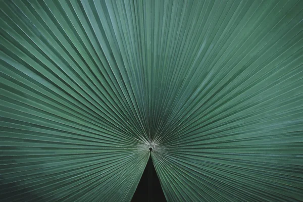 Tropical Palm Leaf Natural Pattern Background — Photo