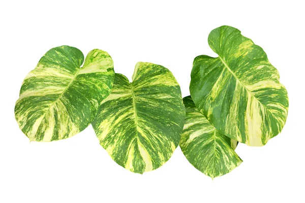 Green Leaves Golden Pothos Plant Isolated White Background Clipping Path — Zdjęcie stockowe