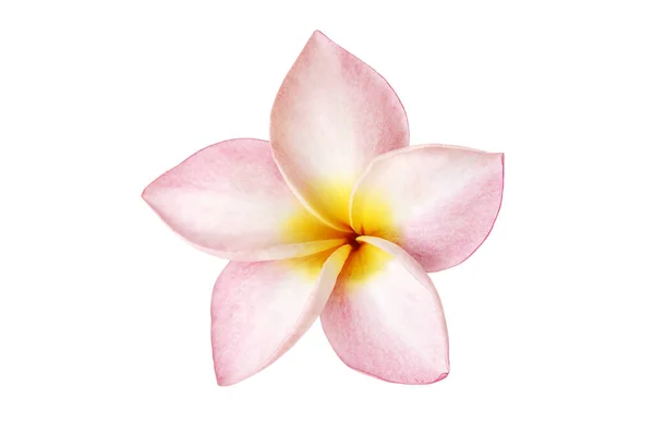 Pink Plumeria Flower Isolated White Background Clipping Path — Stock fotografie