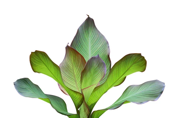 Green Leaves Ornamental Tropical Plant Isolated White Background Clipping Path — Stock Photo, Image