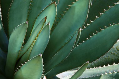 Agave Plant In Blue Green Tone Color Natural Pattern Background