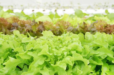 Hidroponik Serada Taze Organik Sebzeler