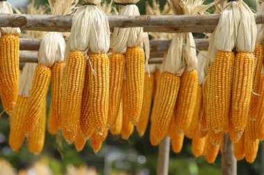 Tahta raylarda asılı mısır koçanı demetleri