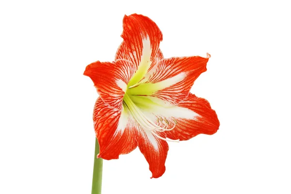 Red Hippeastrum Amaryllis Flower Izolované Bílém Pozadí Oříznutou Stezkou — Stock fotografie