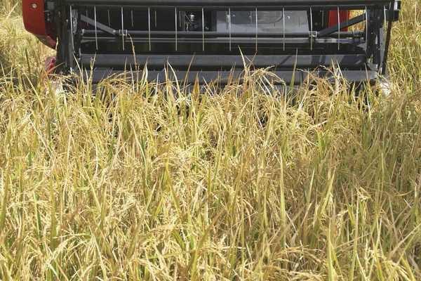Rice Harvesting Machine Field — Stock Photo, Image