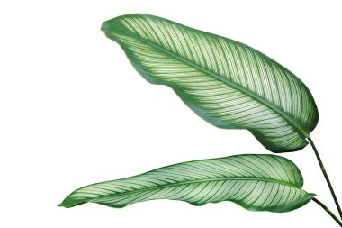 Beyaz Çizgili Yeşil Calathea Majestica Yaprakları Beyaz Arkaplanda Kırpma Yolu ile yalıtılmış