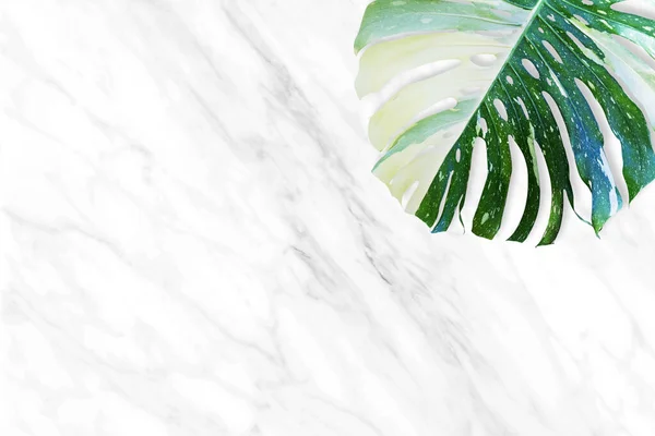 Variegated Monstera Leaf Natural White Marble Background Top View Copy — Stock Photo, Image