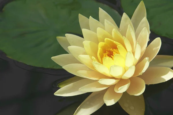 Blommande Gul Lotusblomma — Stockfoto