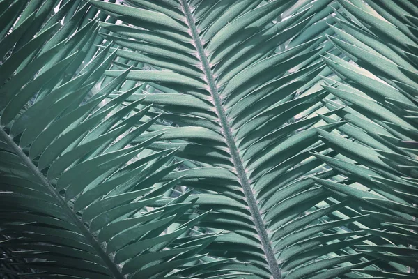 Folhagem Folhas Cycad Árvore Azul Verde Tom Cor Fundo Padrão — Fotografia de Stock