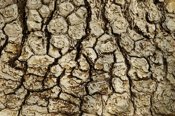 Кора Дерева Природный Шаблон Фона — стоковое фото
