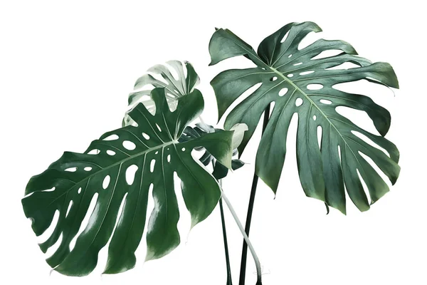 Fresh Green Leaves Monstera Plant Isolated White Background Clipping Path — Stock Photo, Image