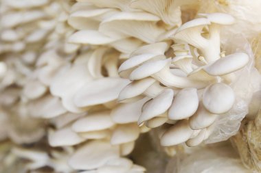 Plastik torbalarda deniz kulağı mantarı yetiştirme