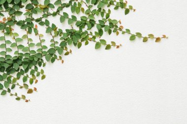 Beyaz Alçı Duvarında Sürünen İncir Asması