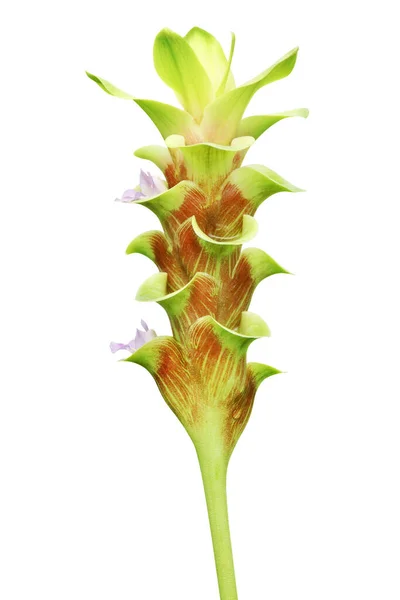 Chocolate Curcuma Hybrid Flower Isolated White Background Clipping Path — Stock Photo, Image