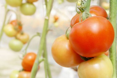 Taze Kırmızı Domatesler Organik Çiftlikteki Sarmaşıkta Asılı