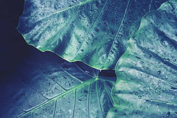 Folhas Verdes Tropicais Com Gotas Água Planta Orelha Elefante Como — Fotografia de Stock