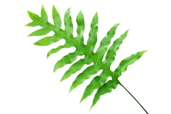 Groene Bladeren Van Wart Fern Geïsoleerd Witte Achtergrond Met Knippad — Stockfoto