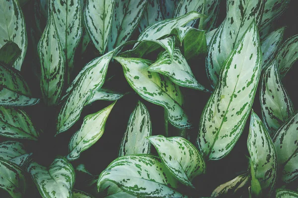 农业植物的白色绿叶作为天然纹理背景 — 图库照片