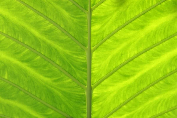 Fundo Textura Folha Verde Fresco — Fotografia de Stock