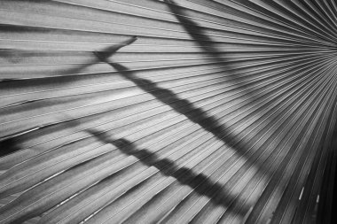 Tropikal Egzotik Avuç İçi Doğal Doku Arkaplanı Olarak Siyah & Beyaz Yapraklar