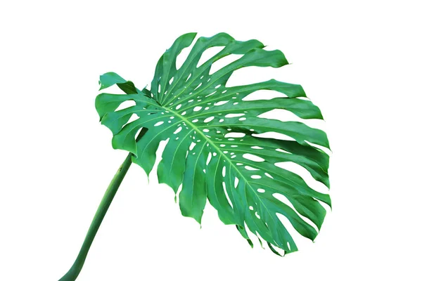 Folha Verde Monstera Deliciosa Planta Queijo Suíço Isolada Fundo Branco — Fotografia de Stock