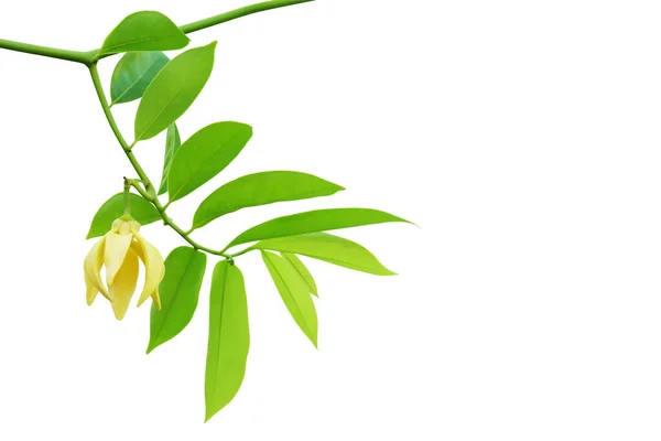 Yeşil Yapraklar ve Ylang-ylang 'ın Sarı Çiçeği, Parfüm Ağacı, Cananga kokulu dallar Kırpma Yolu ile Beyaz Arkaplanda yalıtılmış