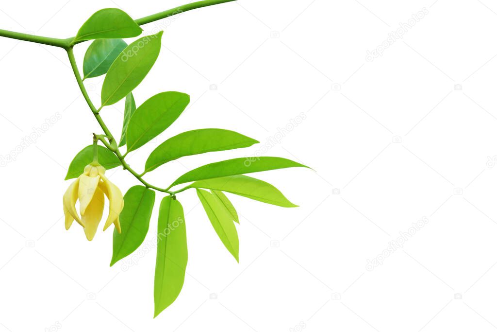 Branches with Green Leaves and Yellow Flower of Ylang-ylang, Perfume Tree, Cananga odorata Isolated on White Background with Clipping Path