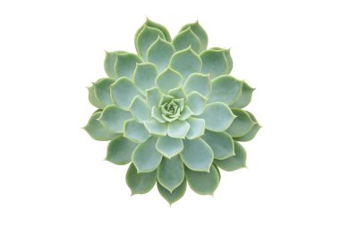 Lezzetli Draught Tolerant Bitkisi, Echeveria Melezi Kırpma Yolu ile Beyaz Arkaplanda İzole Edildi