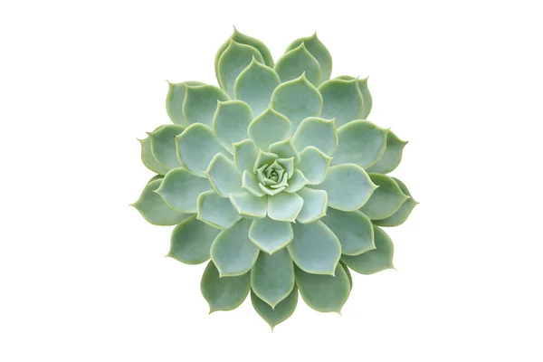 Lezzetli Draught Tolerant Bitkisi, Echeveria Melezi Kırpma Yolu ile Beyaz Arkaplanda İzole Edildi
