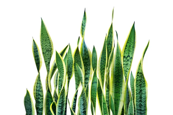Green Leaves Sansevieria Trifasciata Snake Plant Isolated White Background Clipping — 스톡 사진