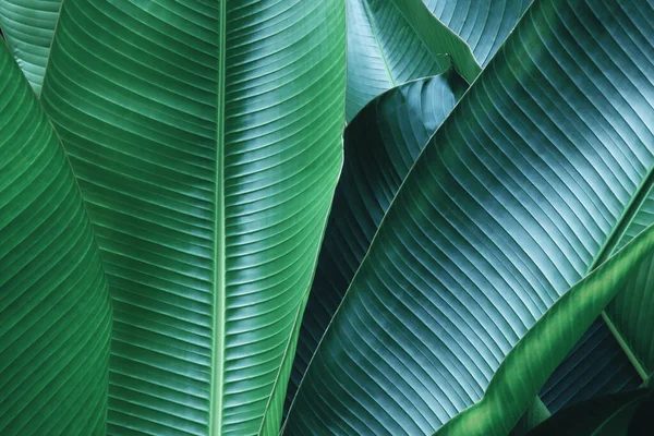 Dekoratív Banán Palm Levelek Sötétkék Zöld Tone Szín Mint Természetes — Stock Fotó