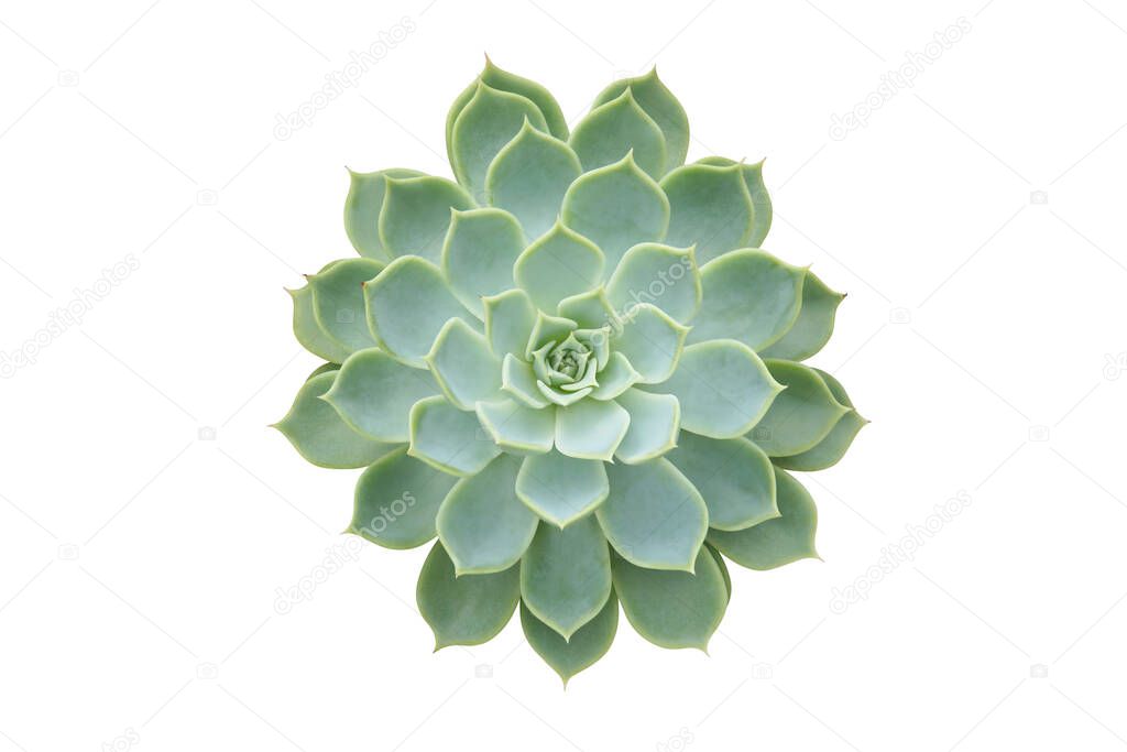 Succulent Draught Tolerant Plant, Echeveria Hybrid Isolated on White Background with Clipping Path