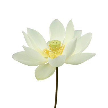 Beyaz Nilüfer Çiçeği Kırpma Yolu ile Beyaz Arkaplanda İzole Edildi