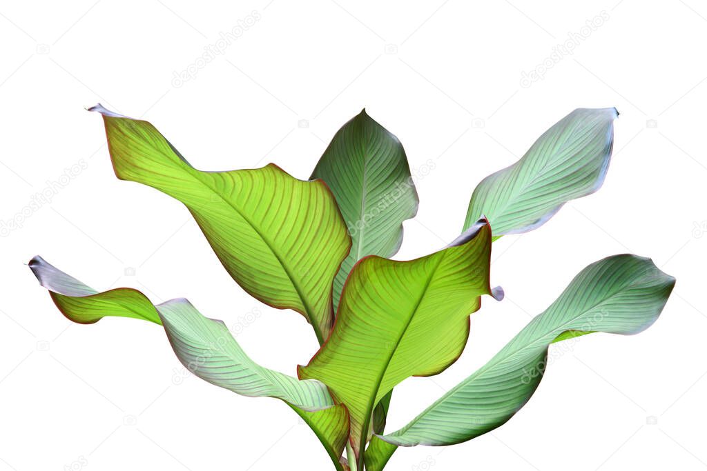 Green Leaves of Ornamental Tropical Plant Isolated on White Background with Clipping Path