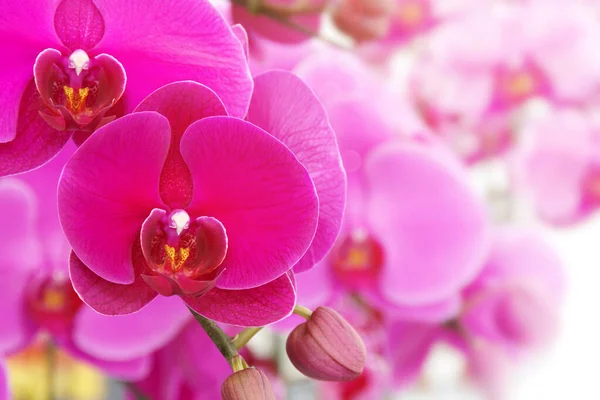 Flores Rosa Florescentes Orquídea Phalaenopsis Fundo Borrado Natural Com Espaço — Fotografia de Stock