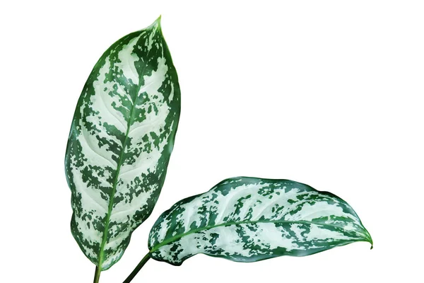 Aglaonema Bitkisinin Süslü Yaprakları Kırpma Yolu ile Beyaz Arkaplanda İzole Edildi