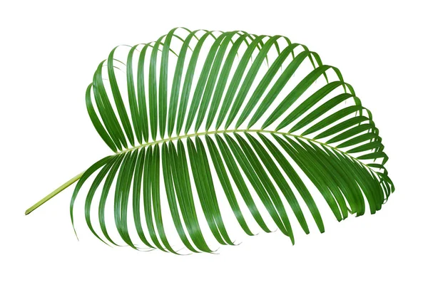 Tropisches Palmenblatt Isoliert Auf Weißem Hintergrund Mit Clipping Path — Stockfoto