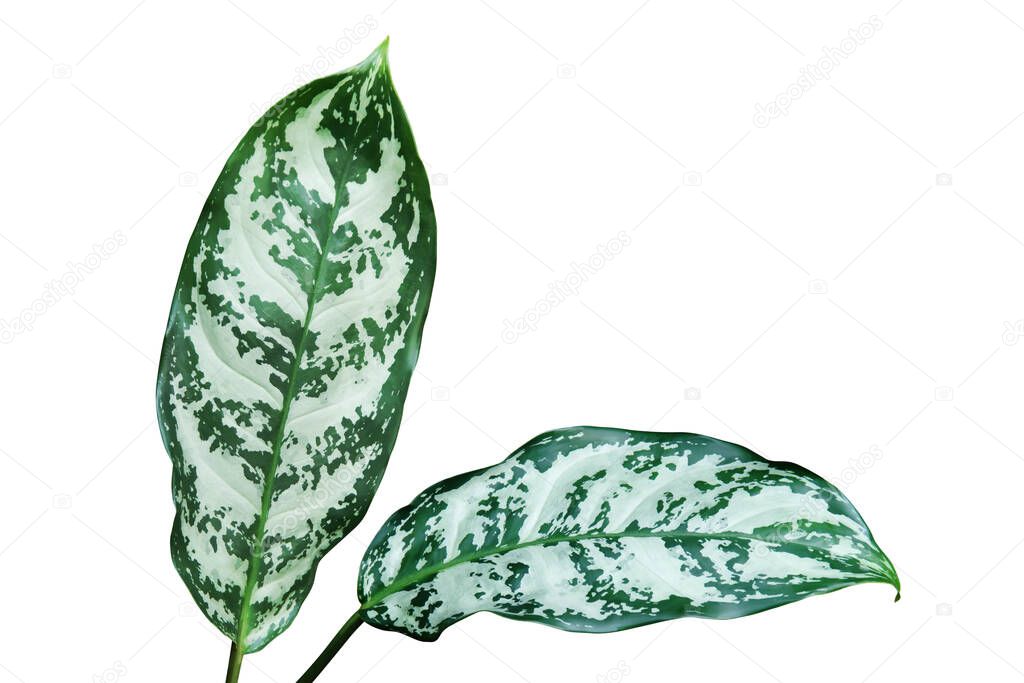 Ornamental Leaves Foliage of Aglaonema Plant Isolated on White Background with Clipping Path