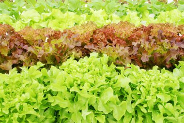 Hidrofonik Çiftlikte Taze Organik Sebzeler