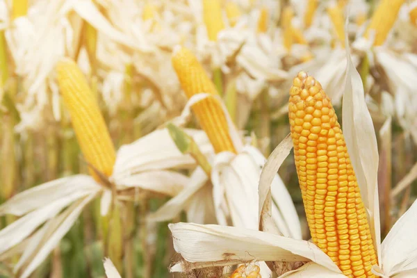 Färsk Majs Kolven Plantan — Stockfoto