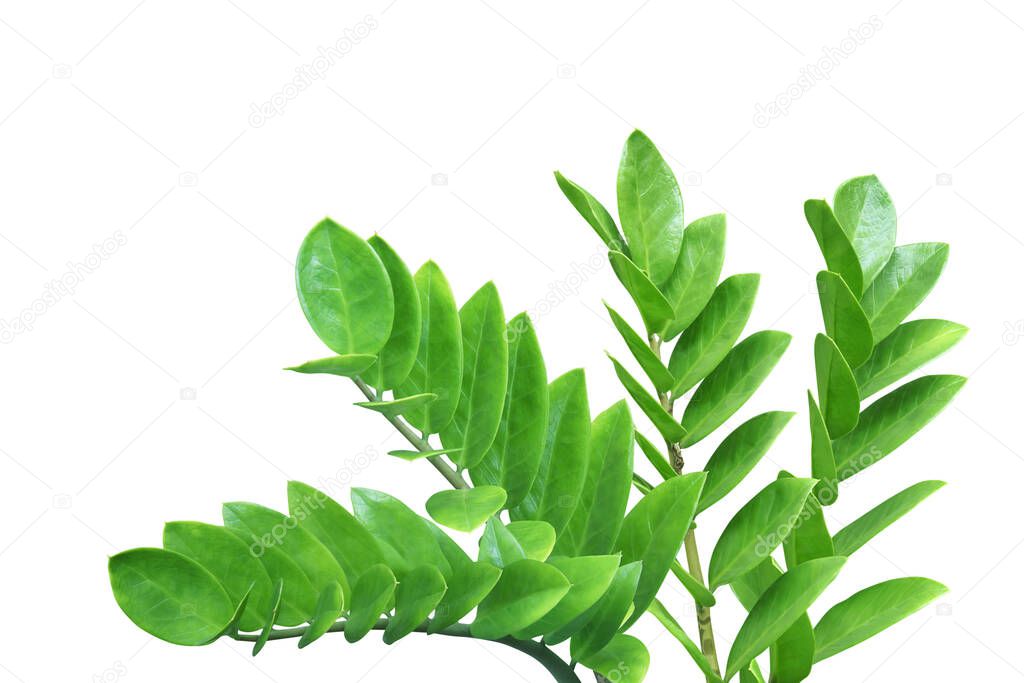 Green Leaves of Zanzibar Gem, Zuzu or Emerald Palm Plant Isolated on White Background with Clipping Path