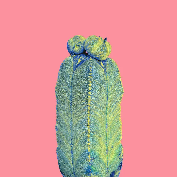Kaktus Växt Gul Blå Ton Färg Rosa Bakgrund Färgglada Design — Stockfoto