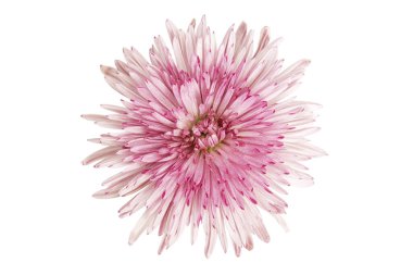 Pembe kasımpatı çiçeği kırpma yolu olan beyaz arkaplanda izole edilmiş.