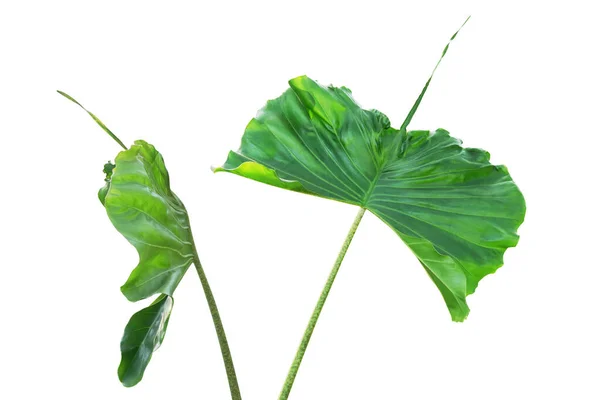 黄豆类植物绿叶 白色背景下的象耳植物 种植路径分离 — 图库照片