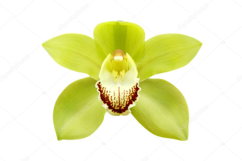 Green Cymbidium Orchid Flower Isolated on White Background with Clipping Path