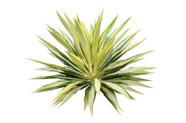 Değiştirilmiş Agave Bitkisi Kırpma Yolu ile Beyaz Arkaplanda izole edildi