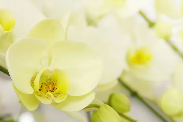 Flores Amarelas Florescentes Orquídea Phalaenopsis Fundo Natural Borrado Com Espaço — Fotografia de Stock