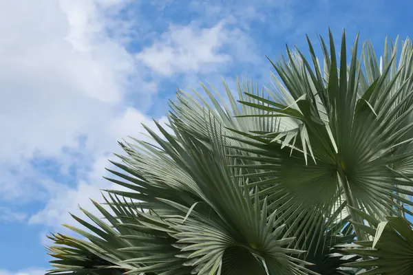 Palmera Tropical Exótica Sobre Fondo Azul Del Cielo —  Fotos de Stock